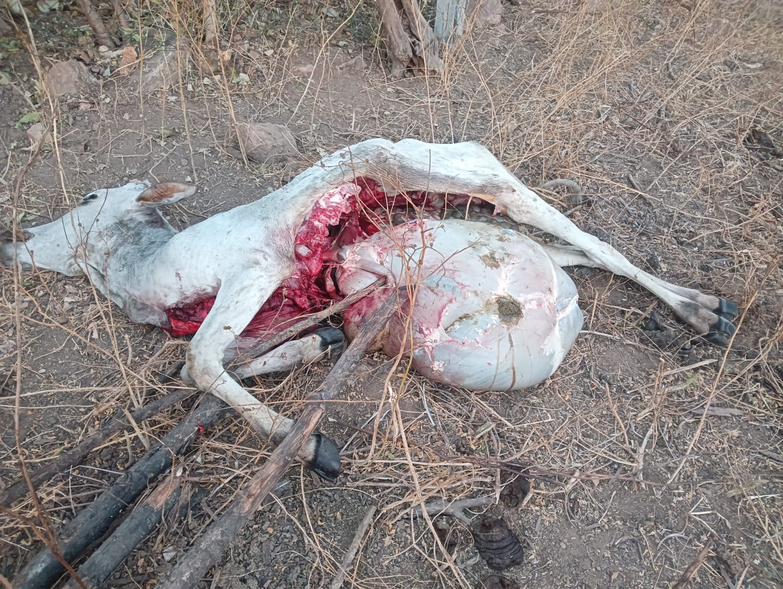 WhatsApp Image 2025-12-27 at 5.04.08 PM