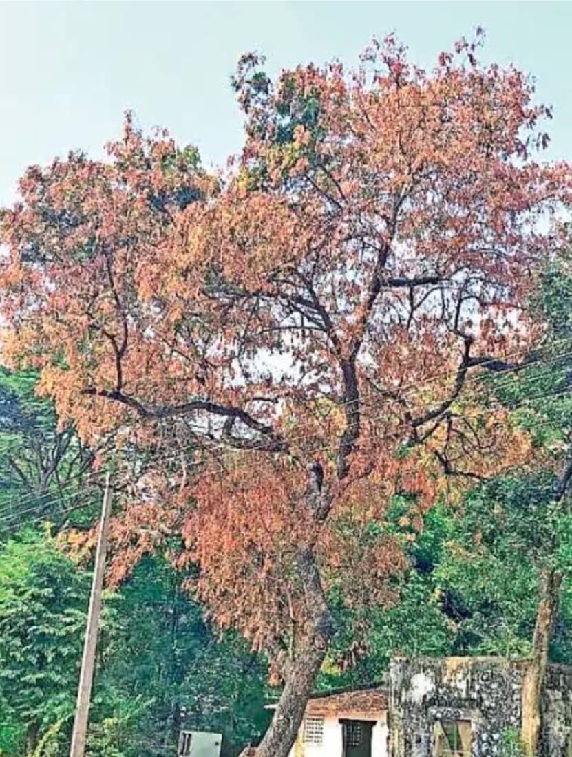 WhatsApp Image 2026-01-18 at 3.40.02 PM 
