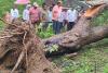 ​కోమటిపల్లి అడవిలో కూలిన వృక్షాలు 