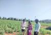 ఎల్ నీనో ప్రభావంతో ప్రస్తుత పంటల పరిస్థితి ఫై రైతులకు అవగాహన