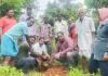 దర్యాపూర్‌లో ఘనంగా వనమహోత్సవం 
