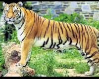 దోమకొండ మండలంలో పెద్దపులి హల్ చల్ 