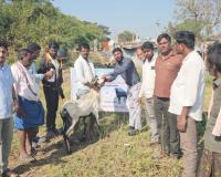 గొర్రెలకు నట్టల నివారణ మందు పంపిణీ