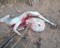 చిరుత దాడిలో లేగ దూడ మృతి....