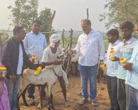 గొర్రెలు, మేకలకు నట్టల నివారణ మందులు పంపిణీ