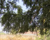 పాఠశాలలో వసంత పంచమి