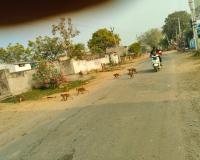 ముత్యంపేట  గ్రామంలో కోతుల బెడద 