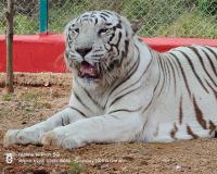 హనుమకొండ జూపార్క్ లో తెల్ల పులి మృతి