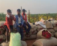 మిర్చి తోటలలో బాల కార్మికులు పట్టించుకోని అధికారులు.