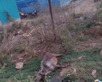 విద్యుత్ అధికారుల నిర్లక్ష్యం స్తంభానికి తాకి గేదె మృతి… 