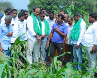 అకాల వర్షాలకు దెబ్బతిన్న మొక్కజొన్న పంటలను పరిశీలించిన జగిత్యాల ఎమ్మెల్యే డా సంజయ్ కుమార్