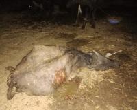 గద్వాలలో వీధి కుక్కల బీభత్సం: మూడు గేదెలు మృతి