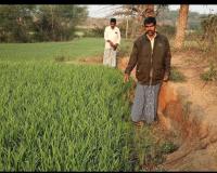 ఎల్లమ్మ వాగు ఎండిపోవడంతో రైతుల ఆందోళన  సాగునీటి విడుదలకు కృషి చేస్తున్న సర్పంచ్ యాదమ్మ శ్రీనివాస్