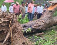 ​కోమటిపల్లి అడవిలో కూలిన వృక్షాలు 