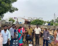 బ్లూ టంగ్  వ్యాధి నివారణ టీకాల కార్యక్రమం