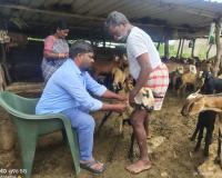 గొర్రెలు, మేకలకు పీపీఆర్ నిరోధక టీకాలు