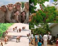 ఉమిత్యాల గ్రామంలో కోతుల బెడద