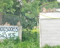 చౌటకూర్‌లో కోతుల బెడద.