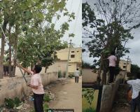 పాఠశాలలో ప్రమాదకర చెట్ల కొమ్మల తొలగింపు