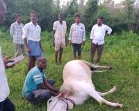 విద్యుత్షాక్  తో ఎద్దు మృతి