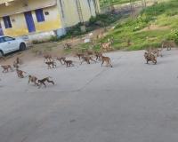 మల్లన్న భక్తులకు `వానర' సమస్య 