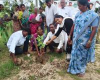 చక్రియాల్‌లో హరితహారం వన మహోత్సవం ఘనంగా నిర్వహణ