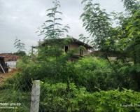 ఇంటి చుట్టూ పిచ్చి మొక్కలు.. దోమలతో ఇబ్బందులు