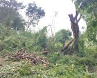 చౌటకూర్ నుంచి పోసానిపల్లెలో గ్రామంలోని వెళ్తున్న రోడ్డు పక్కన ఉన్న చెట్లను యథేచ్ఛగా చెట్ల నరికివేత