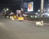 అర్ధరాత్రి రోడ్డుపై ఆవులు
