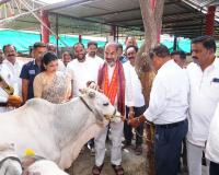 రాజన్న ప్రసాదంగా రైతులకు కోడెల పంపిణీ