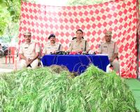 వ్యవసాయ పొలాల్లో అక్రమంగా గంజాయి సాగు – ఇద్దరిపై కేసు నమోదు