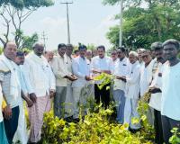 తలమడుగు మండలం రుయ్యాడి గ్రామంలో సోయాబీన్ పంట