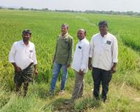 వరి పంటను కబళిస్తున్న తెగుళ్లు - అప్రమత్తంగా ఉండాలన్న ఏవో - రైతుల పొలాల్లో సస్యరక్షణపై అవగాహన