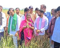 సిద్దాపూర్‌లో ఎండిపోయిన వరి పంటను పరిశీలించిన బీఆర్‌ఎస్ నాయకులు ఎమ్మెస్సార్