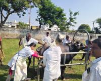 వెలుగొండ గ్రామంలో ఉచిత పశు వైద్య శిబిరం