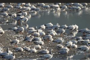 బోథ్ గొల్లాపూర్ చెరువుకు...విదేశీ పక్షుల రాక          