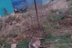 విద్యుత్ అధికారుల నిర్లక్ష్యం స్తంభానికి తాకి గేదె మృతి… 