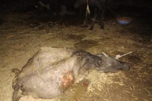 గద్వాలలో వీధి కుక్కల బీభత్సం: మూడు గేదెలు మృతి