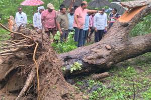 ​కోమటిపల్లి అడవిలో కూలిన వృక్షాలు 