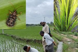 వరిపంట లలో హిస్పా, మొగిపురుగు ఉధృతి, 