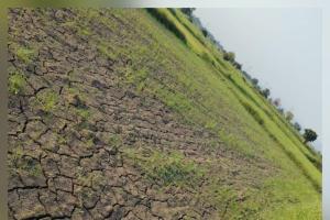 ​అధికారుల నిర్లక్ష్యం.. కళ్లముందే ఎండిపోతున్న పంటలు 